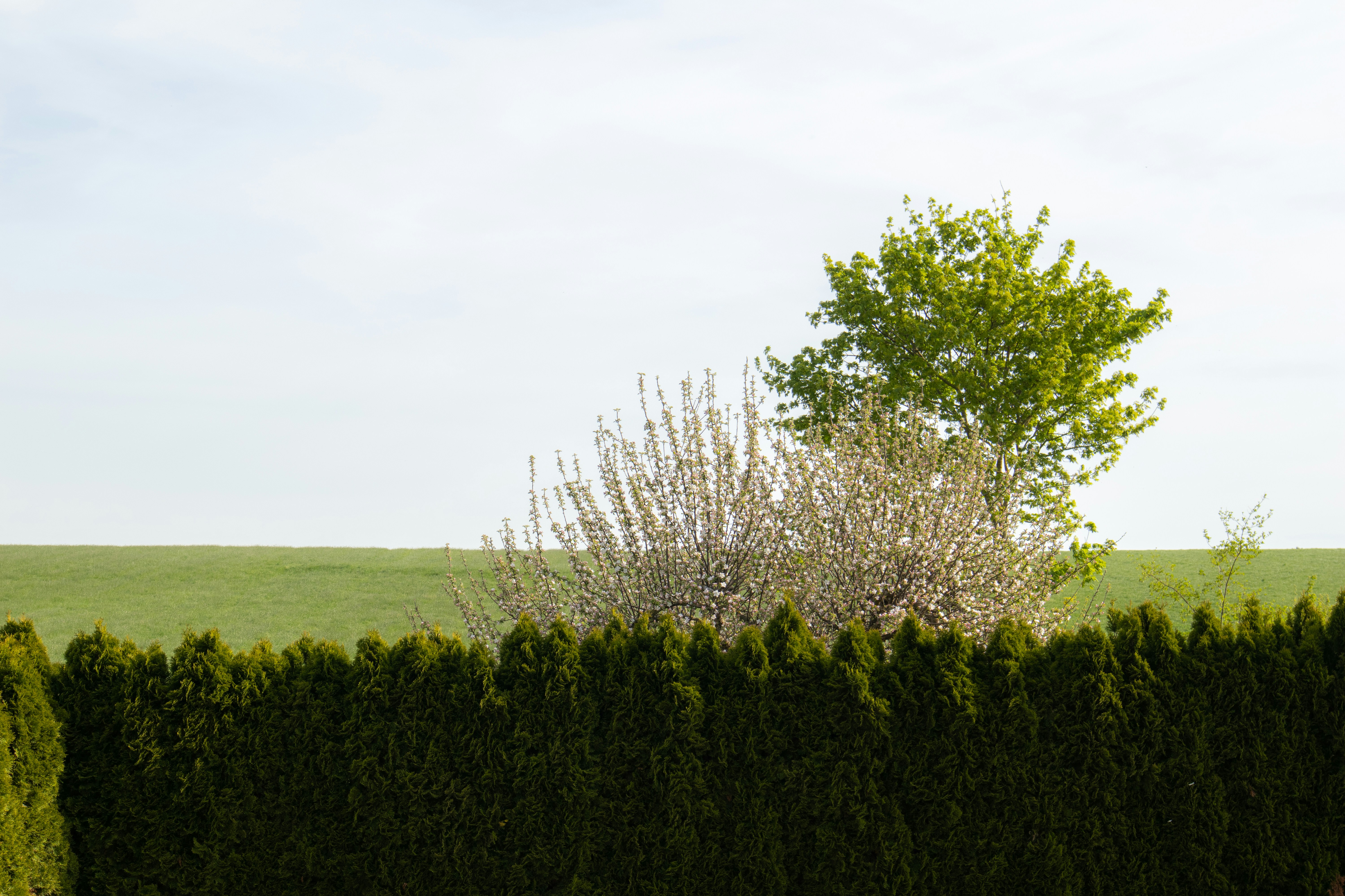 Photo by marko_lengyel