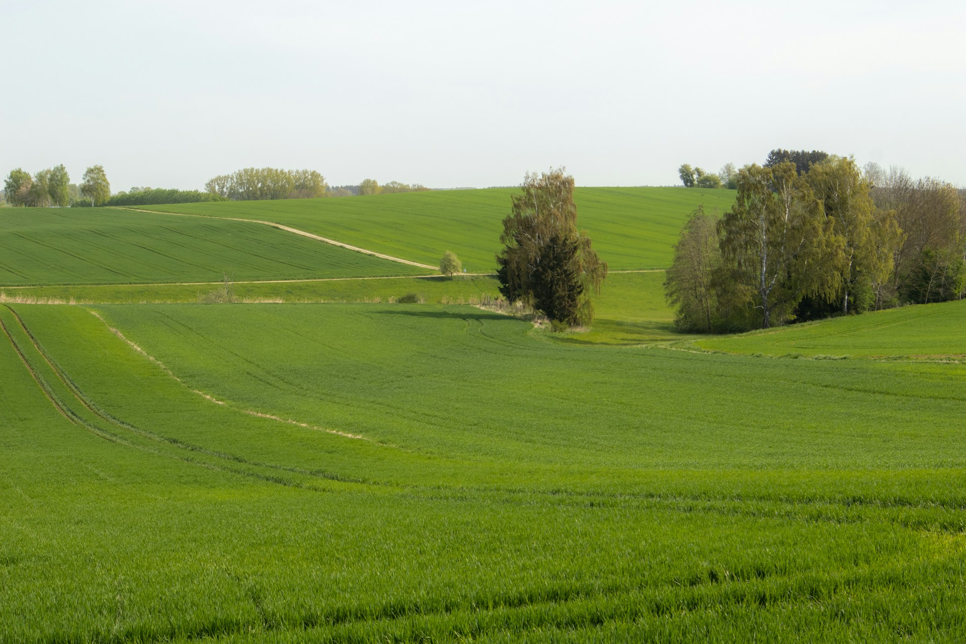 a field of green grass with trees in the distance