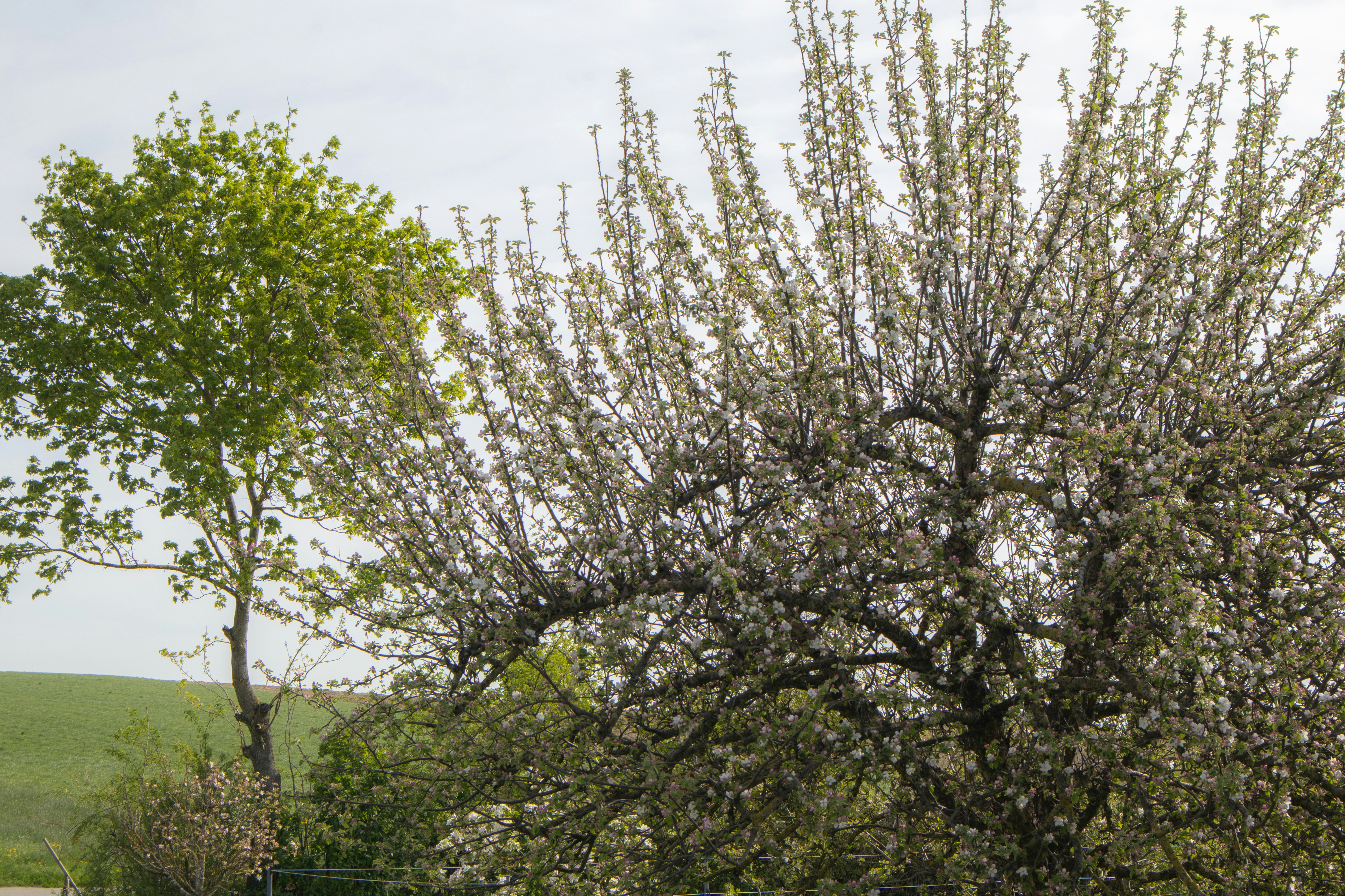 Photo by marko_lengyel