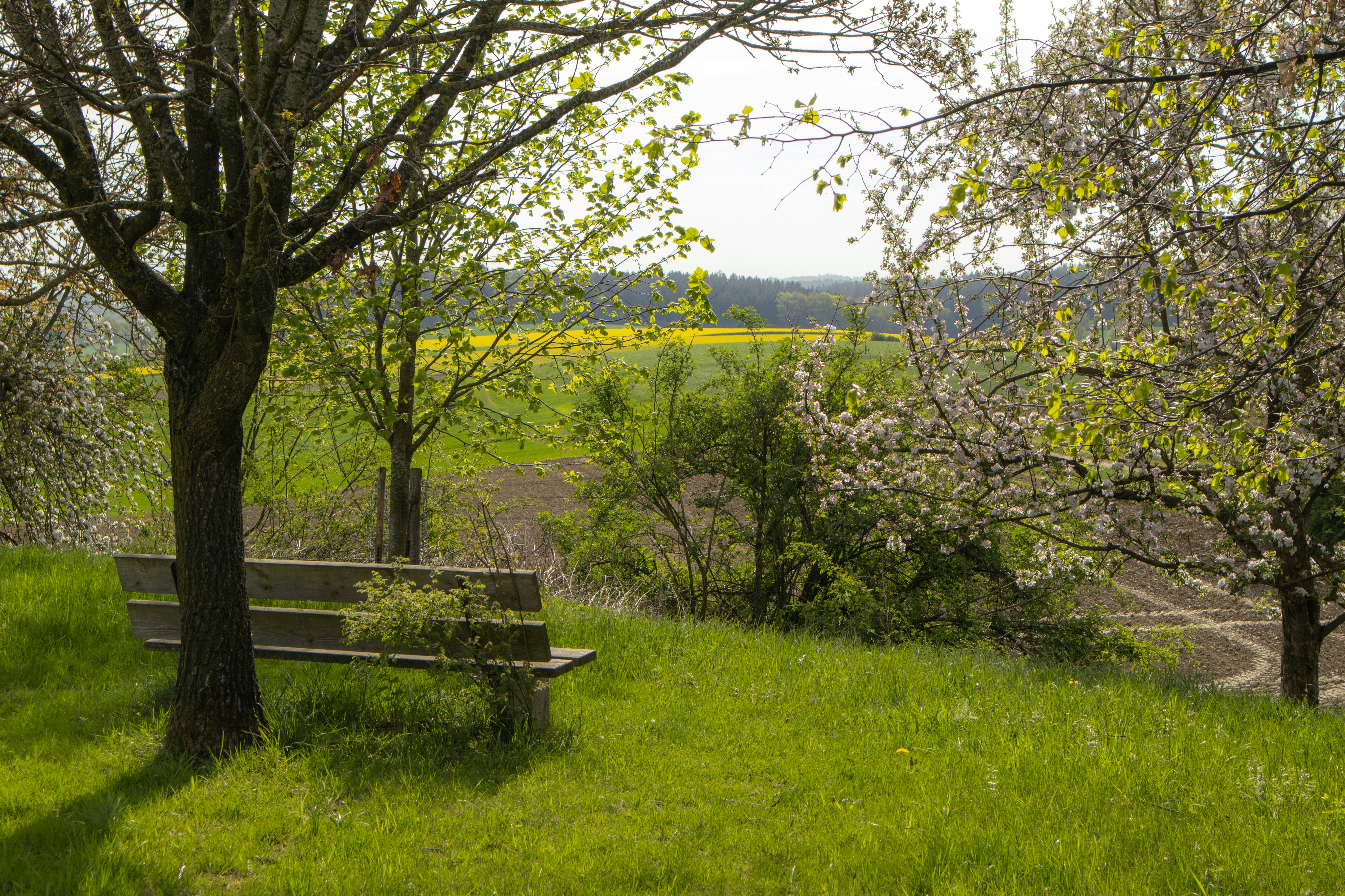 Photo by marko_lengyel