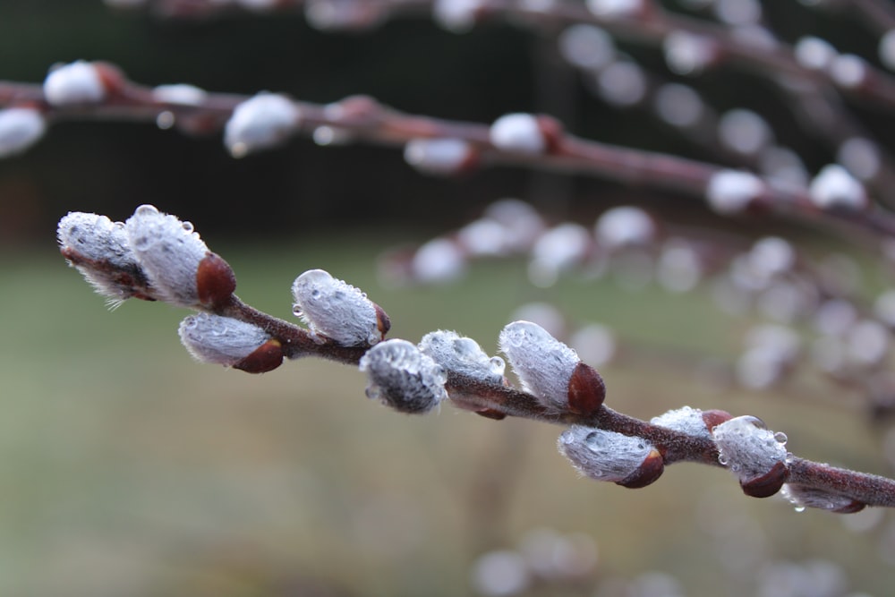 a close up of a tree branch with snow on it