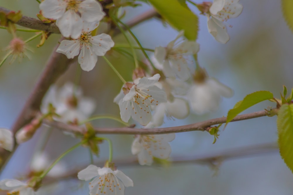 a branch with white flowers and green leaves