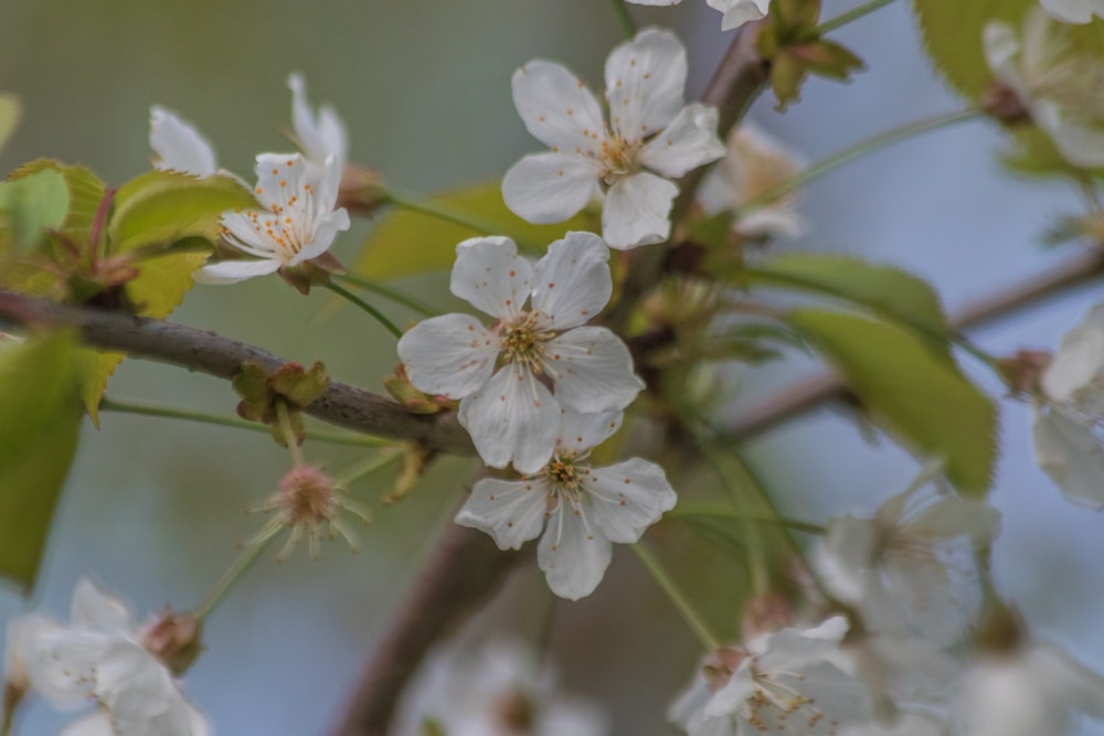 a branch with white flowers and green leaves