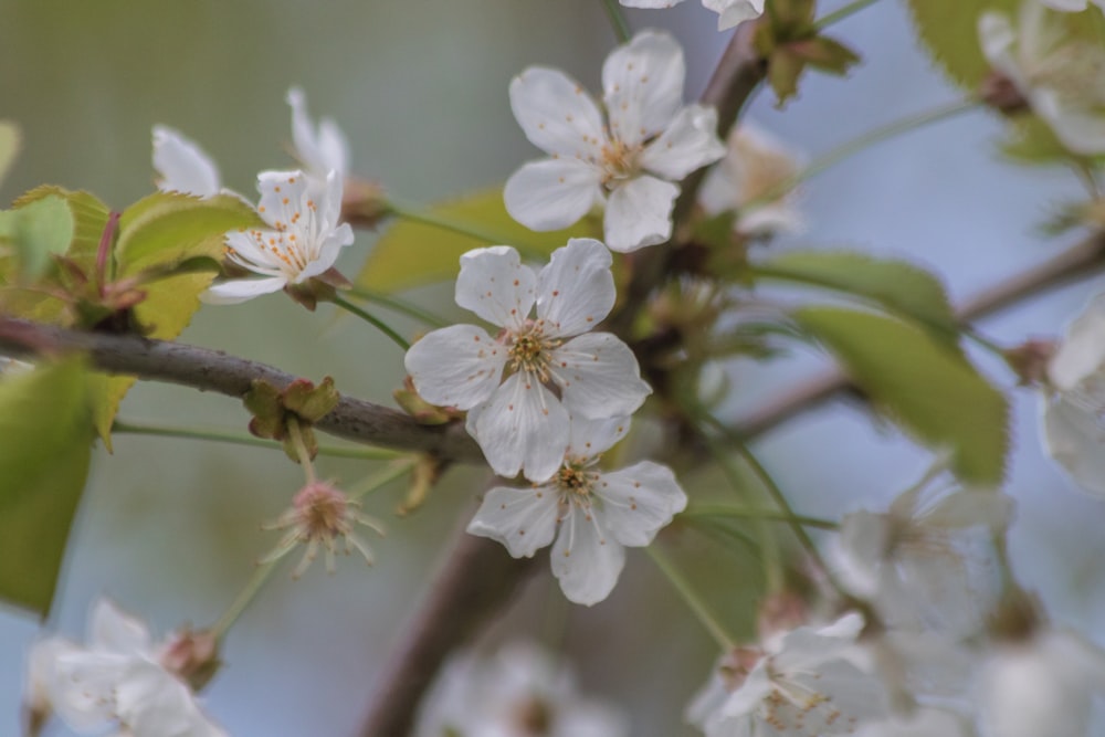 a branch with white flowers and green leaves