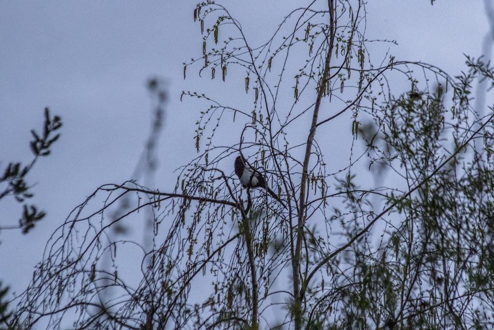 a couple of birds sitting on top of a tree