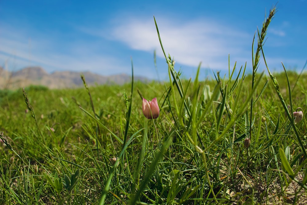 a single tulip in the middle of a grassy field