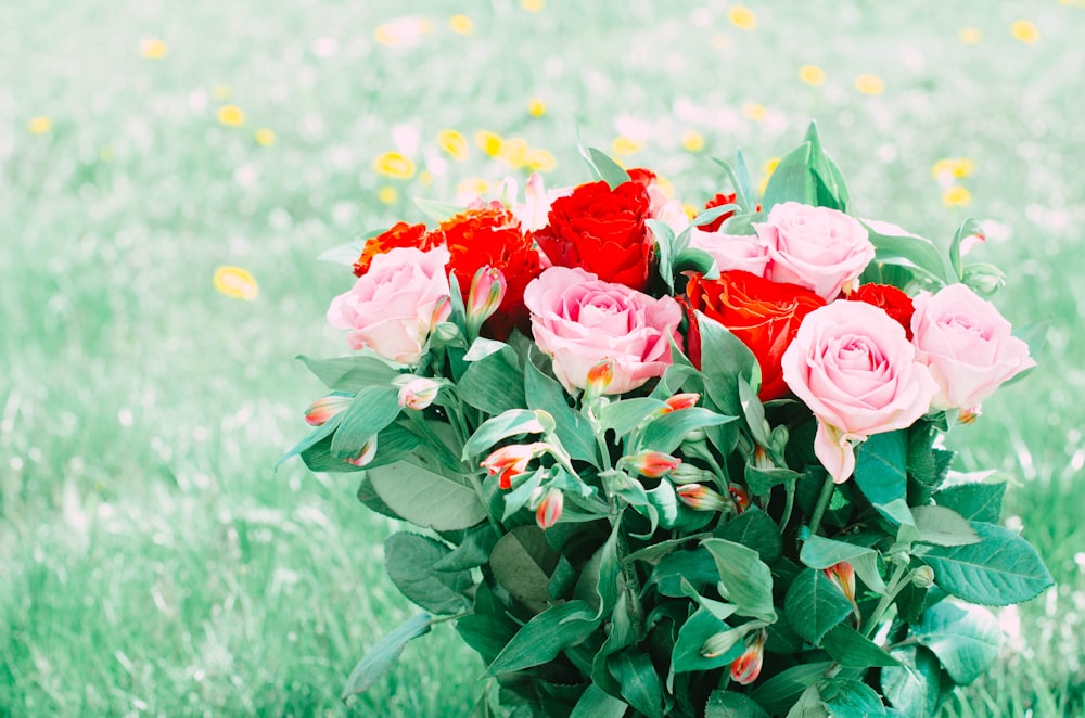 a bunch of pink and red roses in a field