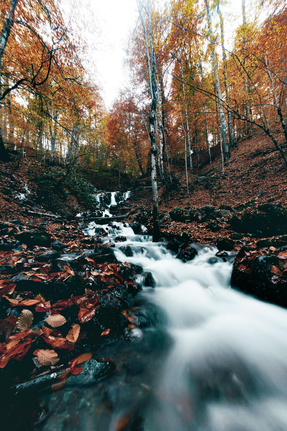 a stream running through a forest filled with leaves