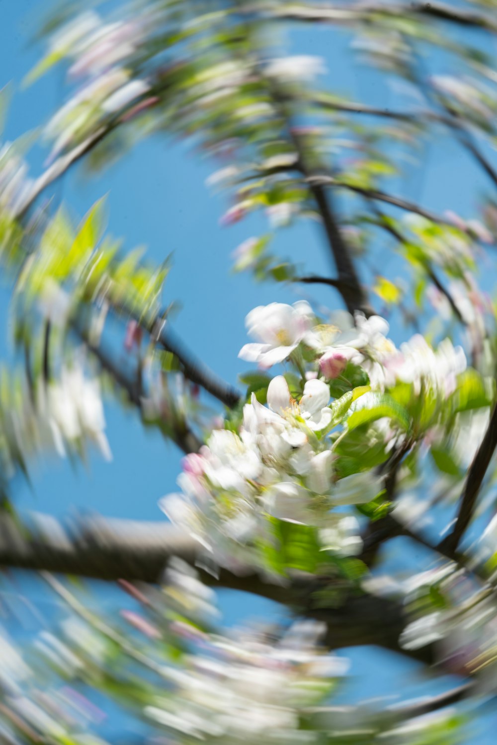 uma foto desfocada de uma árvore com flores brancas