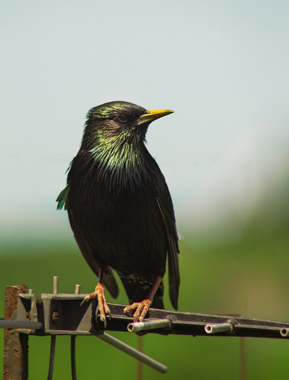 a black bird sitting on top of a metal pole