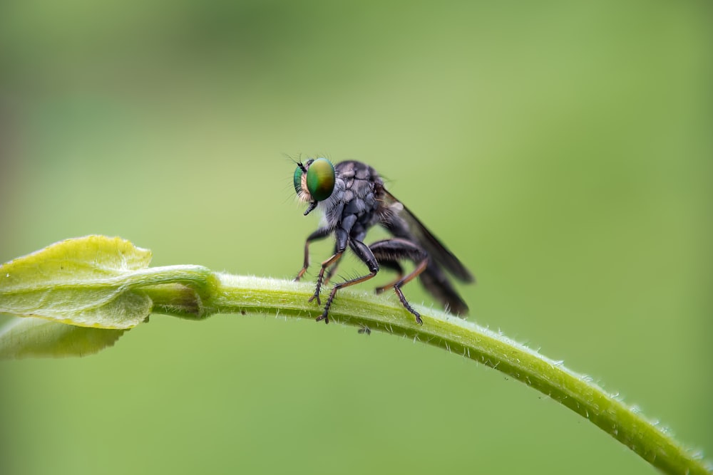 a fly sitting on top of a green leaf