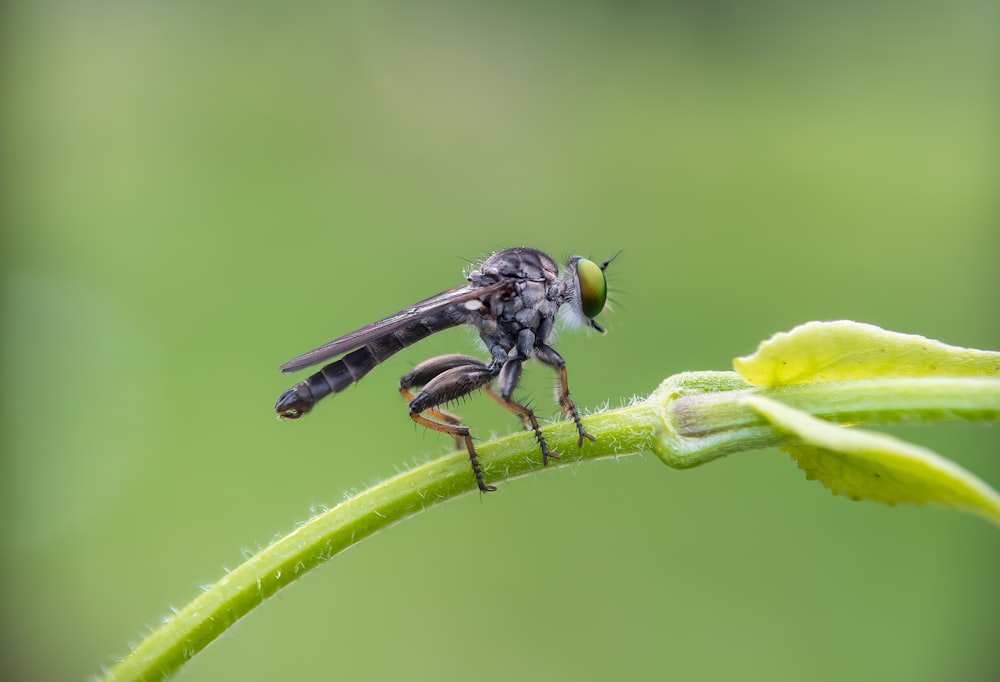 a fly sitting on top of a green leaf