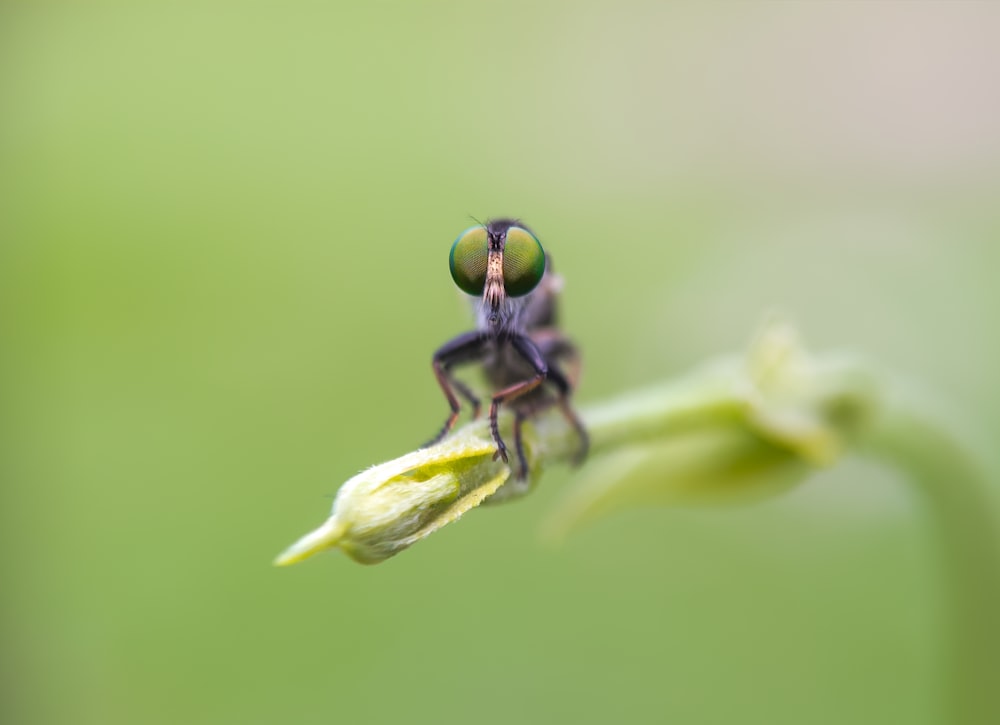 a close up of a small insect on a flower