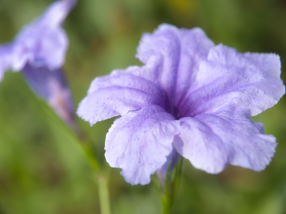 a close up of a purple flower with a blurry background