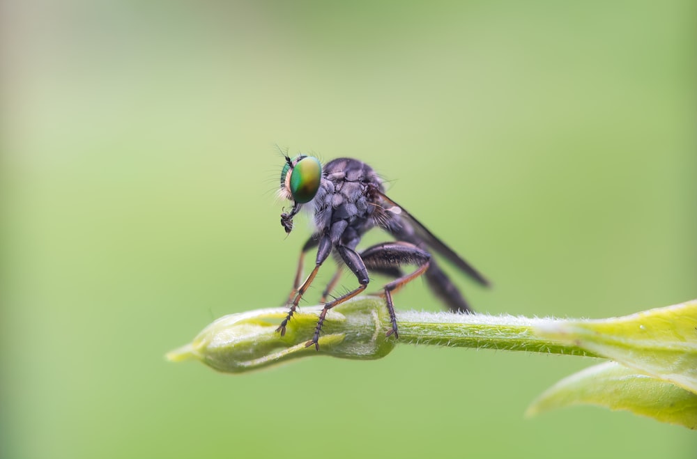 a close up of a fly on a flower