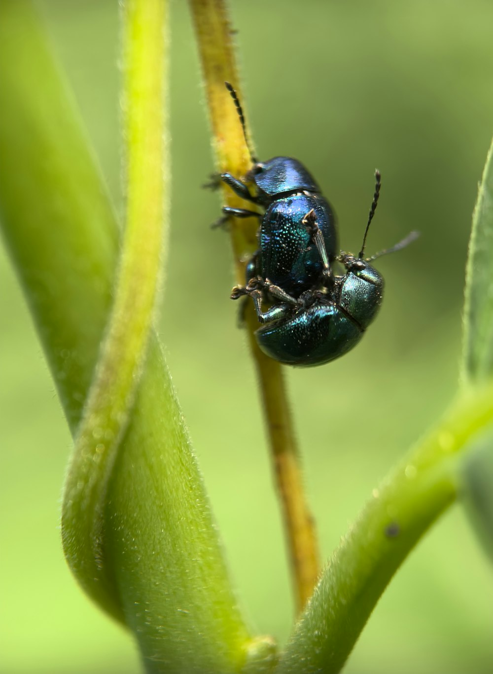 a blue beetle sitting on top of a green plant