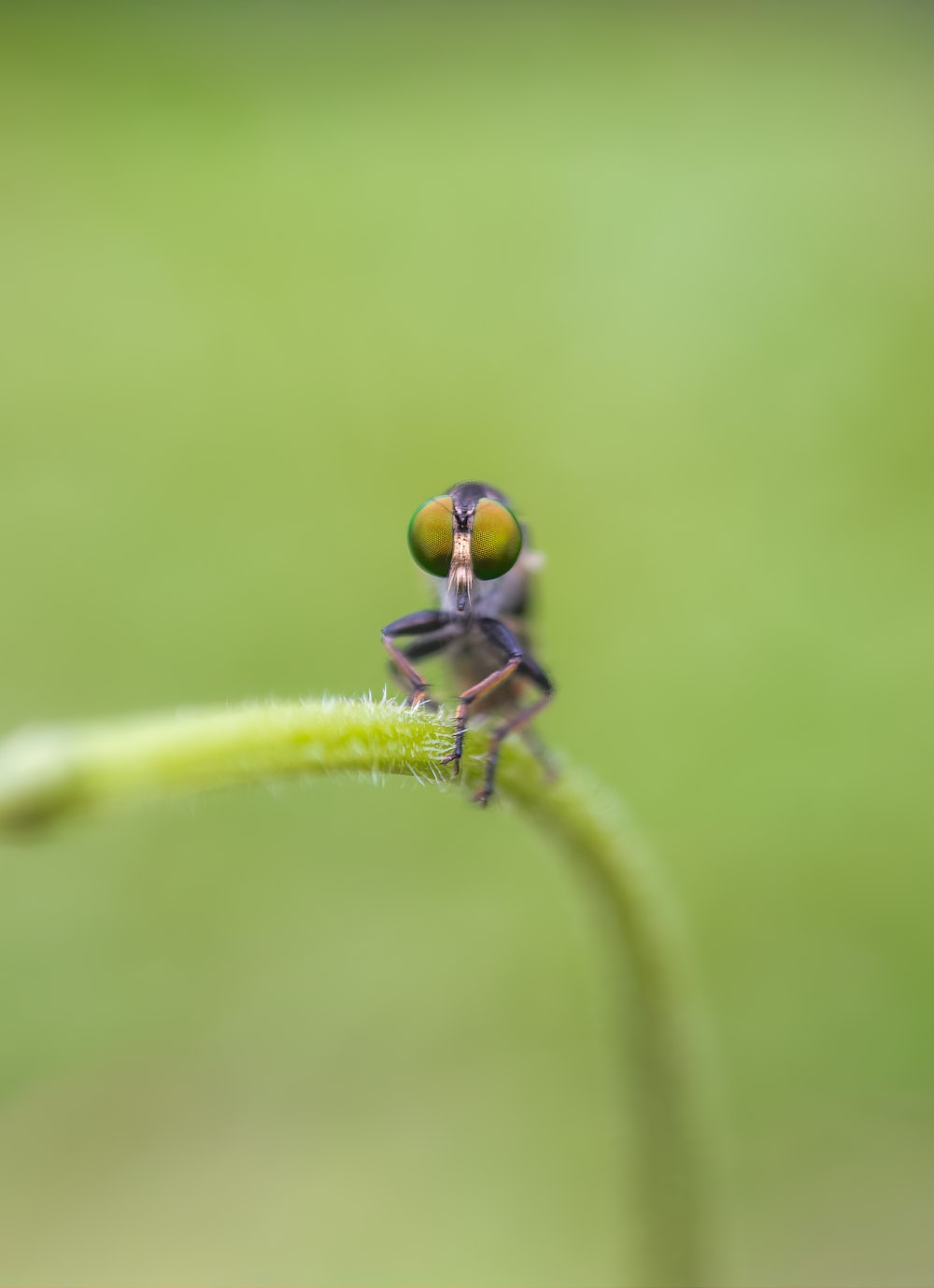 a close up of a small insect on a plant