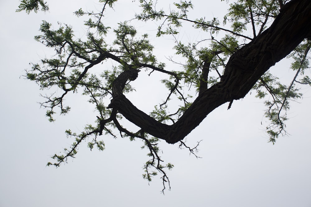 a tree branch with a bird perched on it