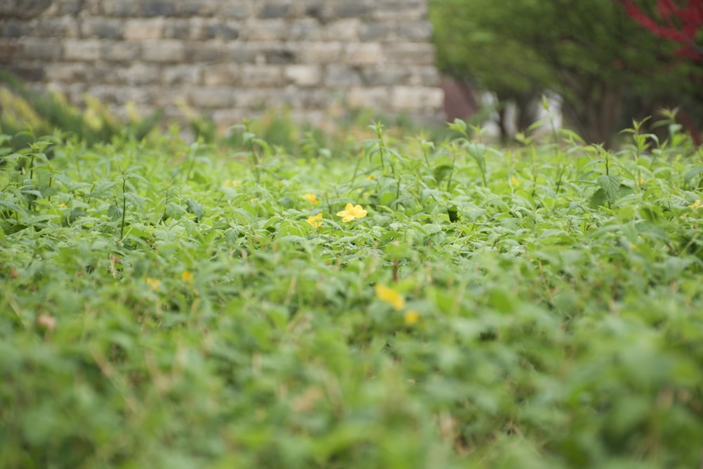 a field of green grass with a brick wall in the background