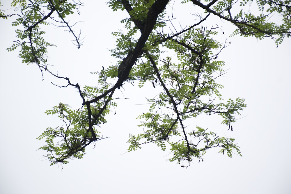 a bird sitting on a branch of a tree