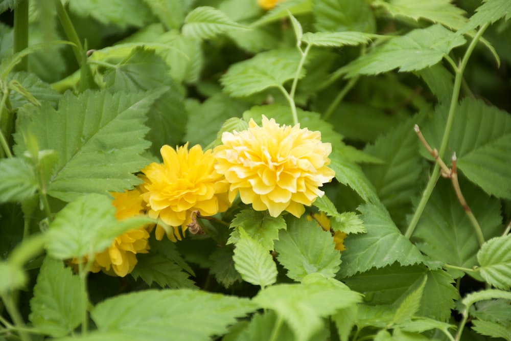 a yellow flower surrounded by green leaves