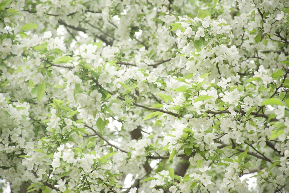 a tree with white flowers and green leaves