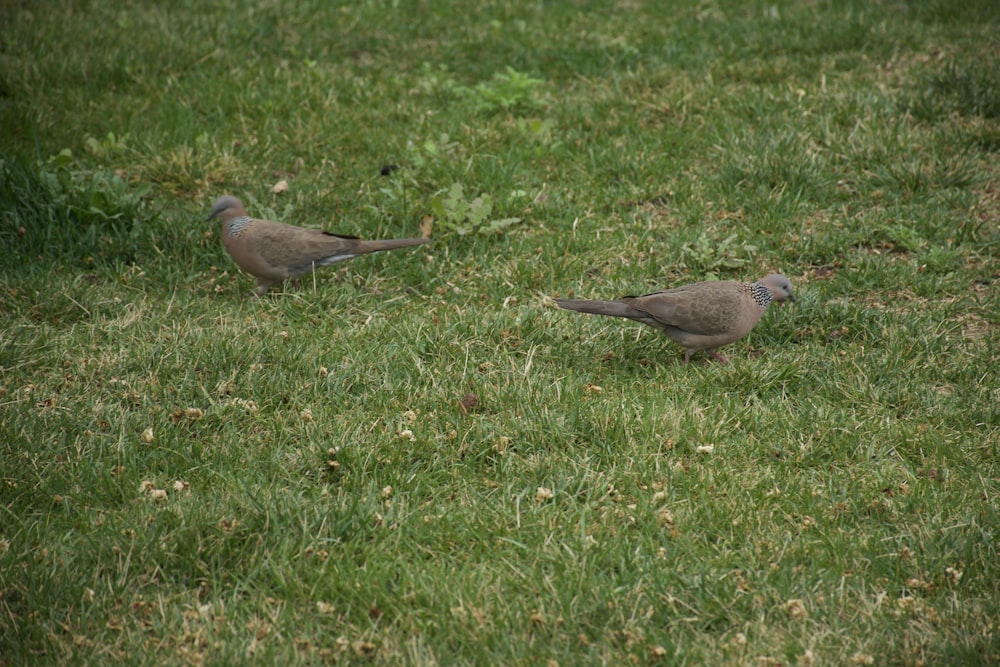 a couple of birds standing on top of a lush green field