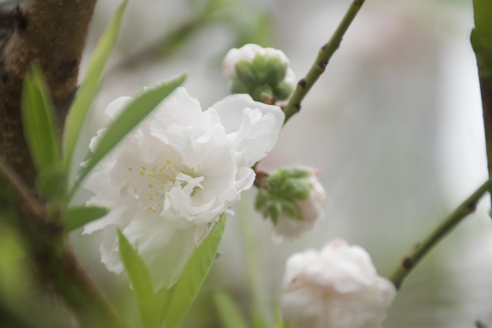 a close up of a white flower on a tree