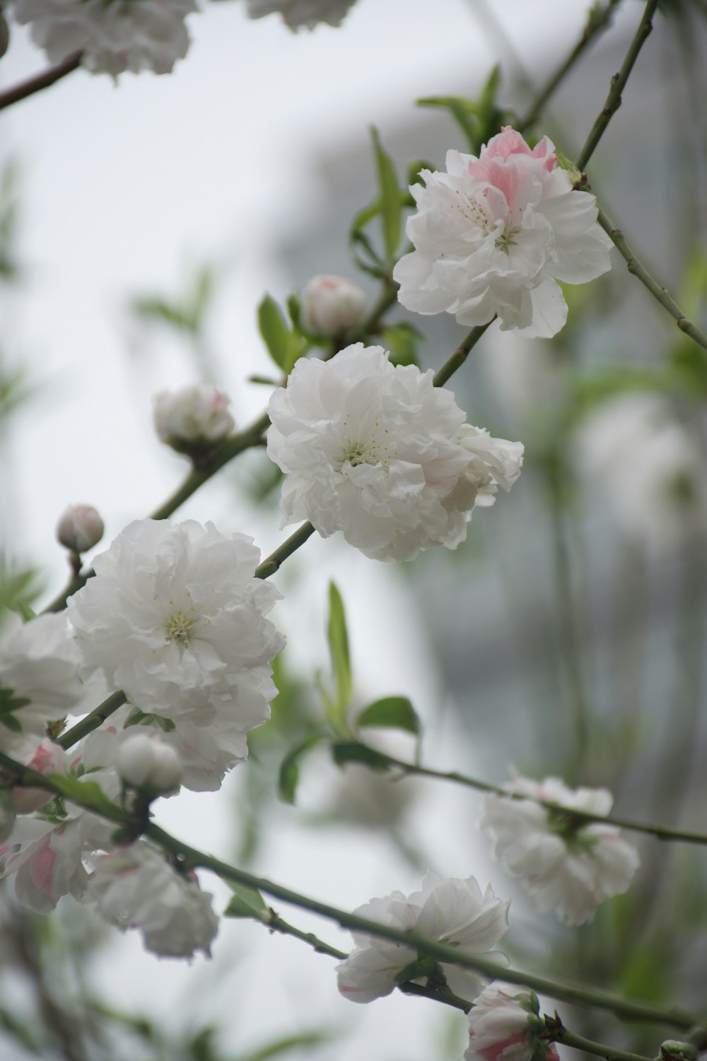 a bunch of flowers that are on a tree