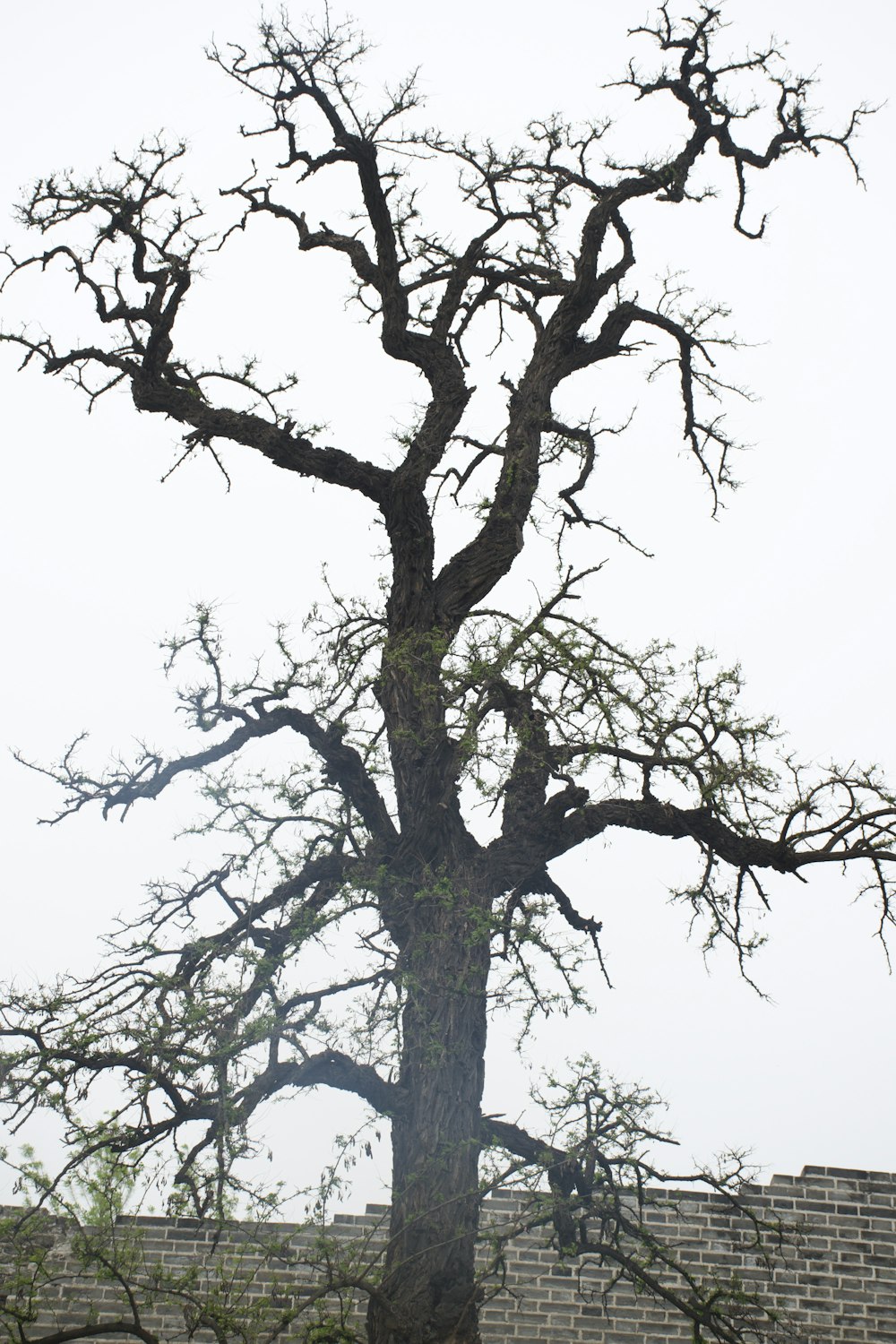 a large tree with no leaves in front of a brick wall