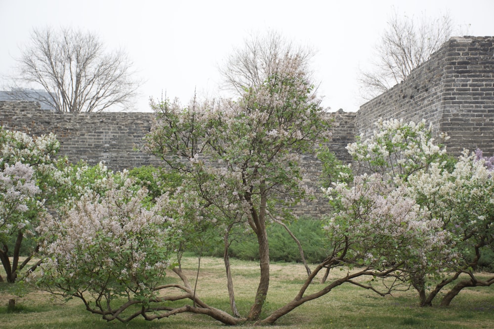 a group of trees with white flowers in a park