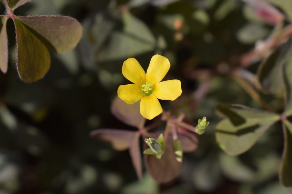 una flor amarilla con hojas verdes en el fondo