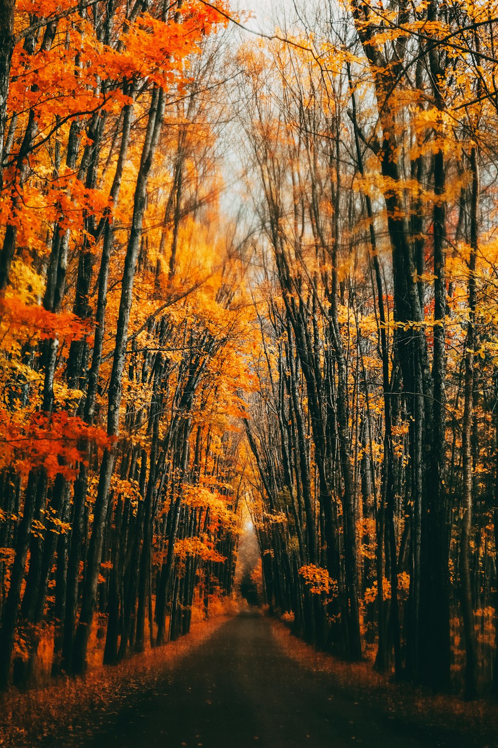 uma estrada cercada por árvores com folhas de laranja