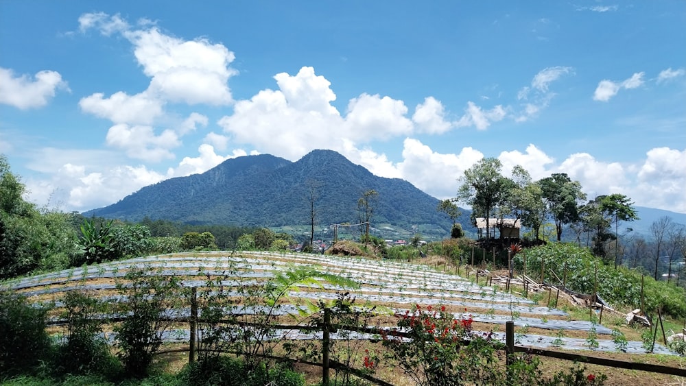 a field with a mountain in the background