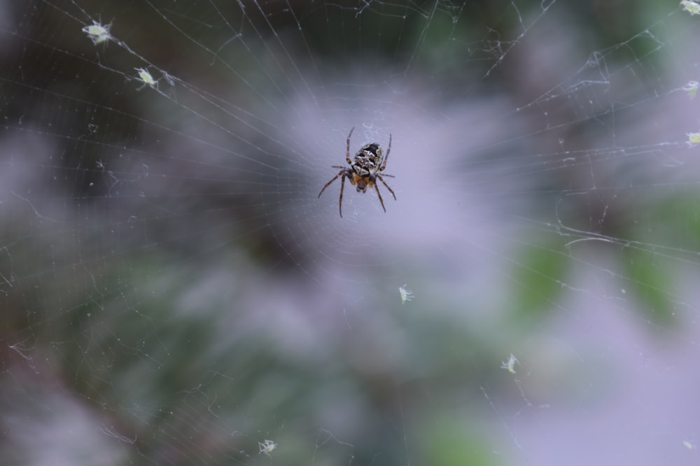 Una araña se sienta en su telaraña en el centro de una tela de araña