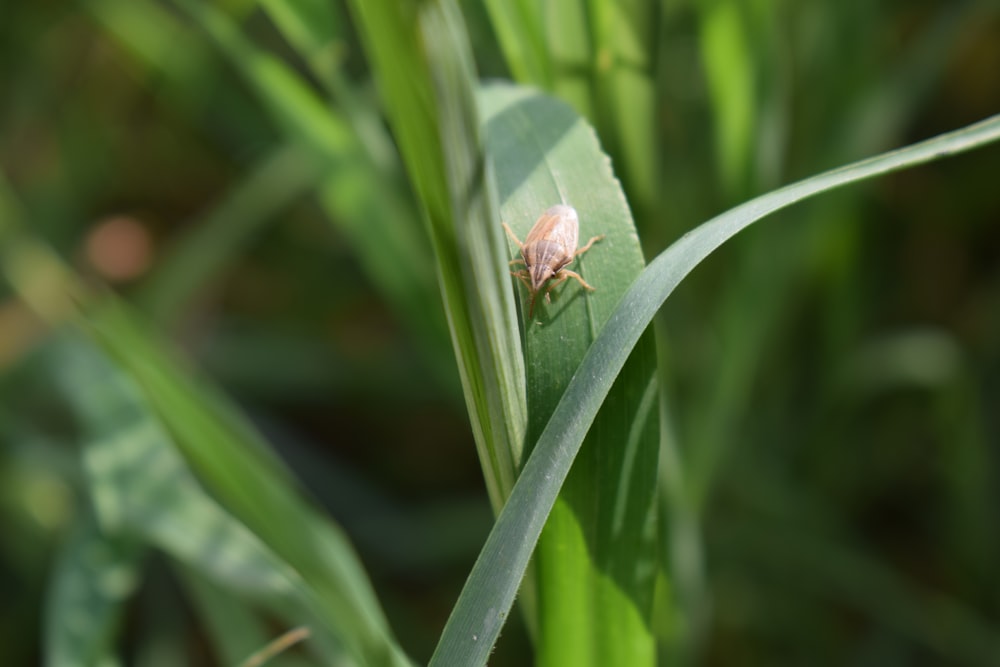 a bug sitting on top of a green leaf