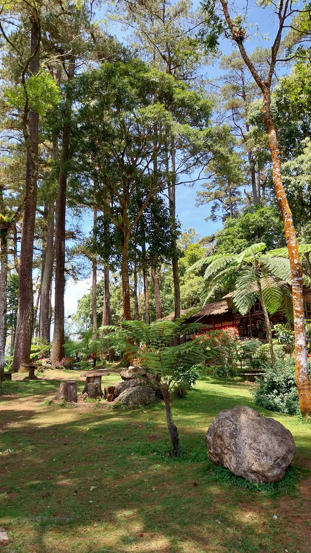 a large rock sitting in the middle of a forest