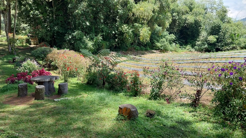 a grassy area with a bench and flowers