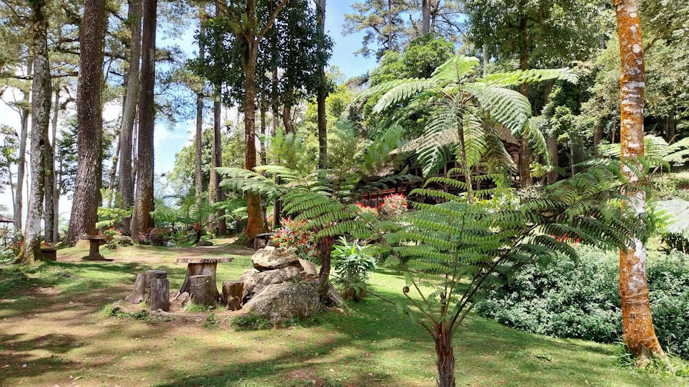 a lush green forest filled with lots of trees