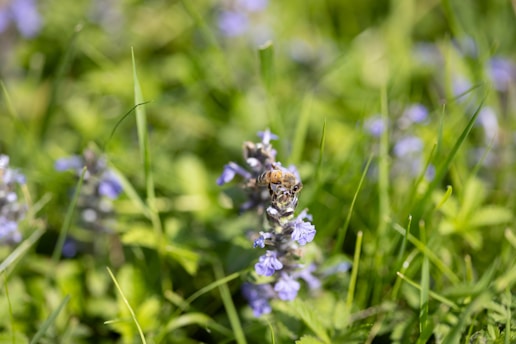 a bee is sitting on a flower in the grass