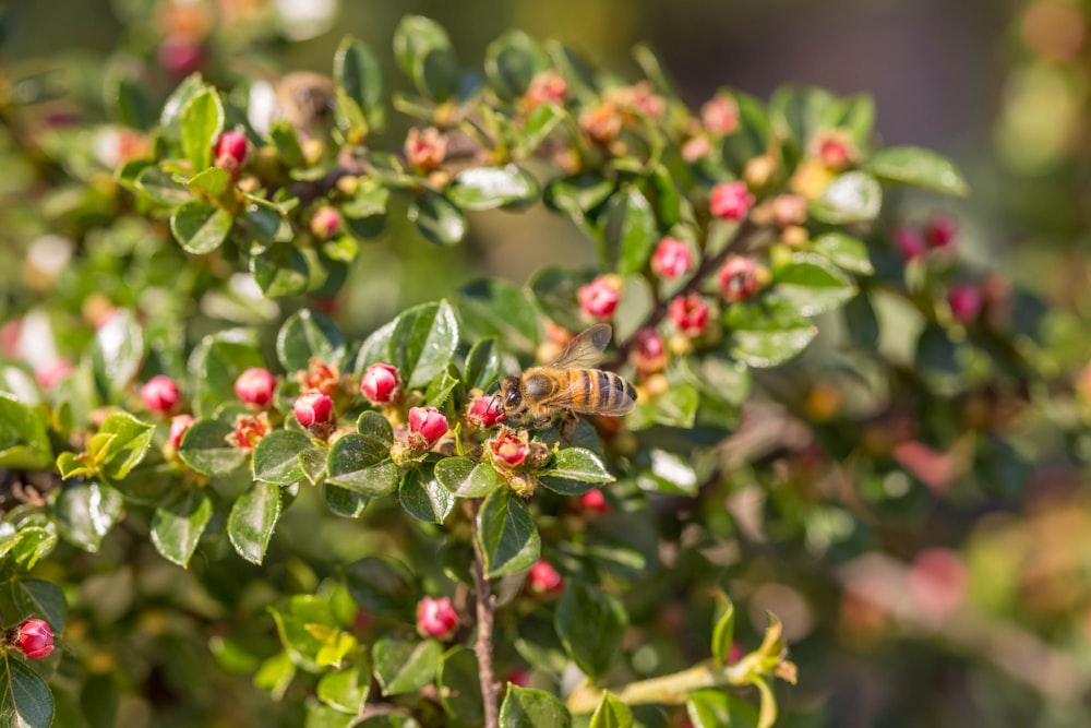 a close up of a bush with a bee on it