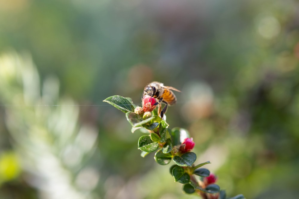 a bee sitting on top of a green plant