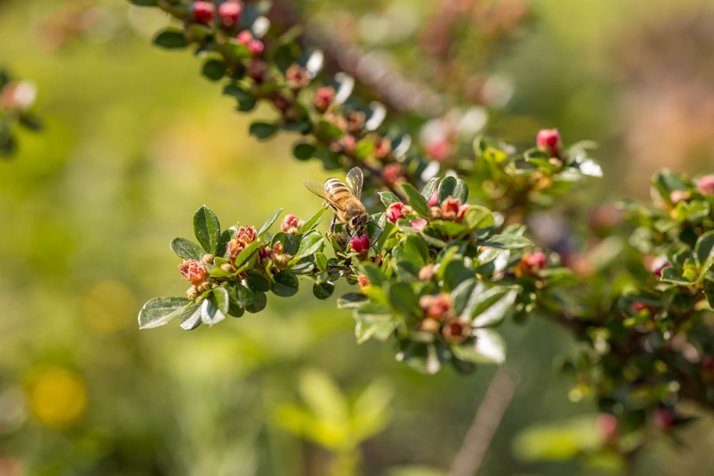 a close up of a tree with red berries