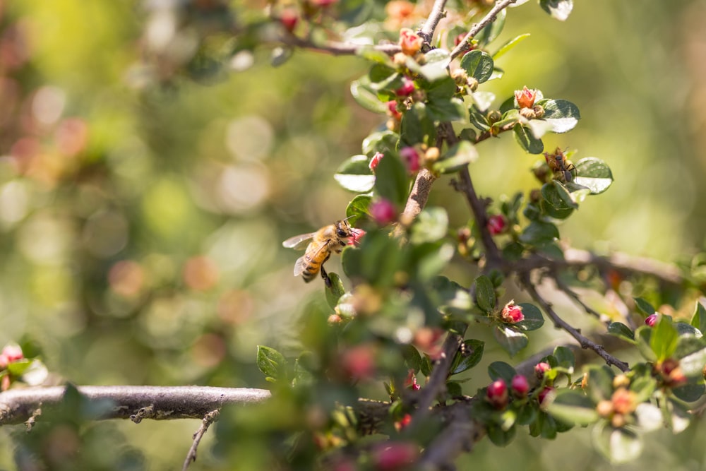 a branch of a tree with small red flowers