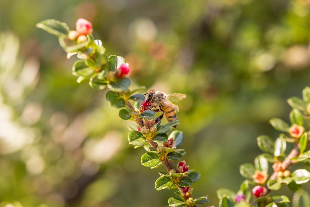 a bee sitting on top of a green plant