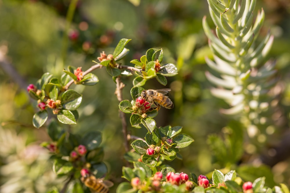 a close up of a plant with a bee on it