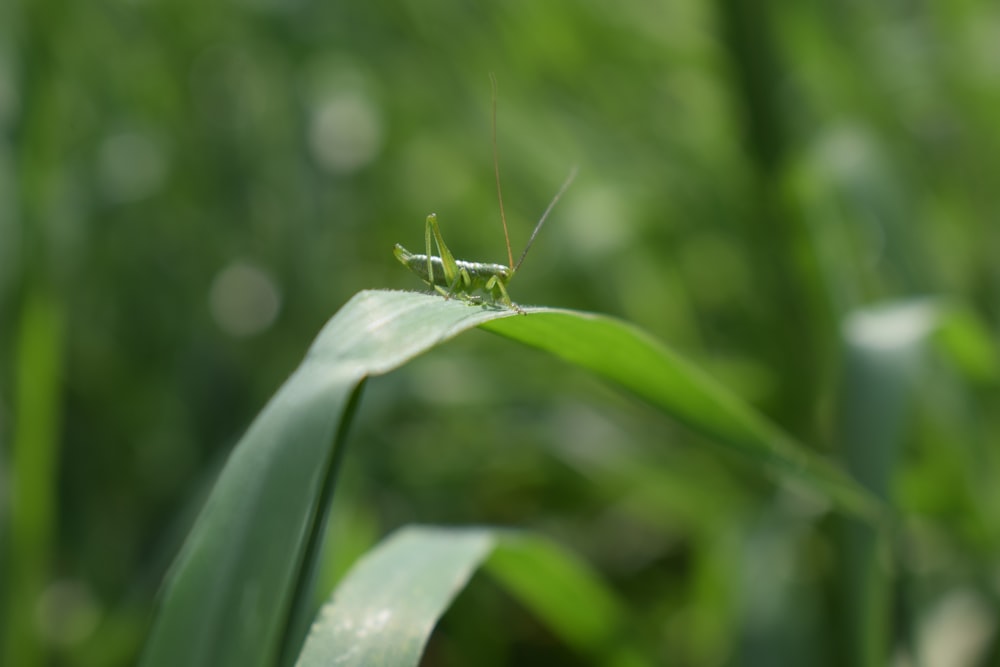 a grasshopper sitting on top of a green leaf