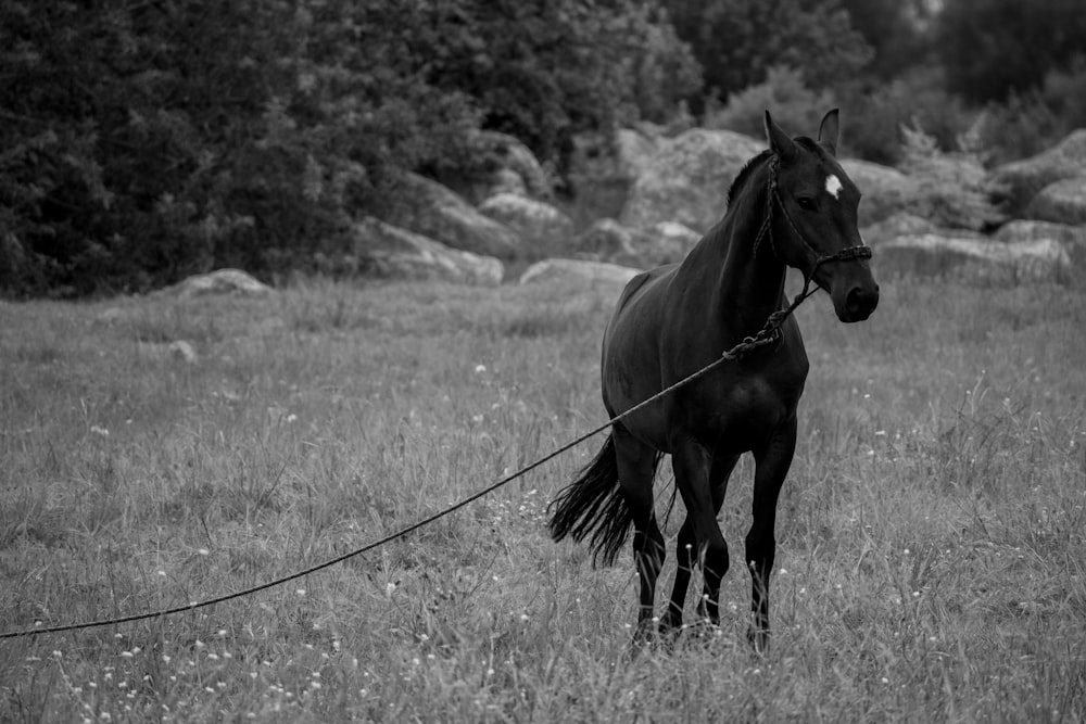 a horse tied to a rope in a field