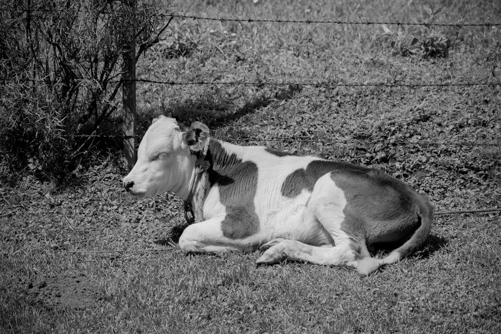 a black and white photo of a cow laying in the grass