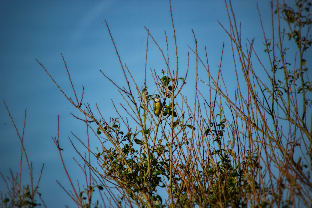 a small bird perched on top of a tree